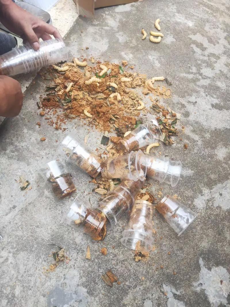 柴虫