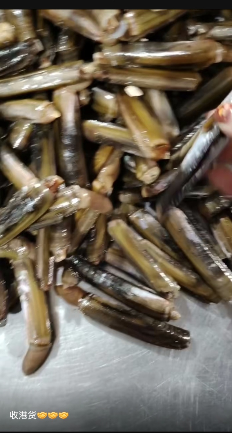 蛏子，刀把蛏子，
