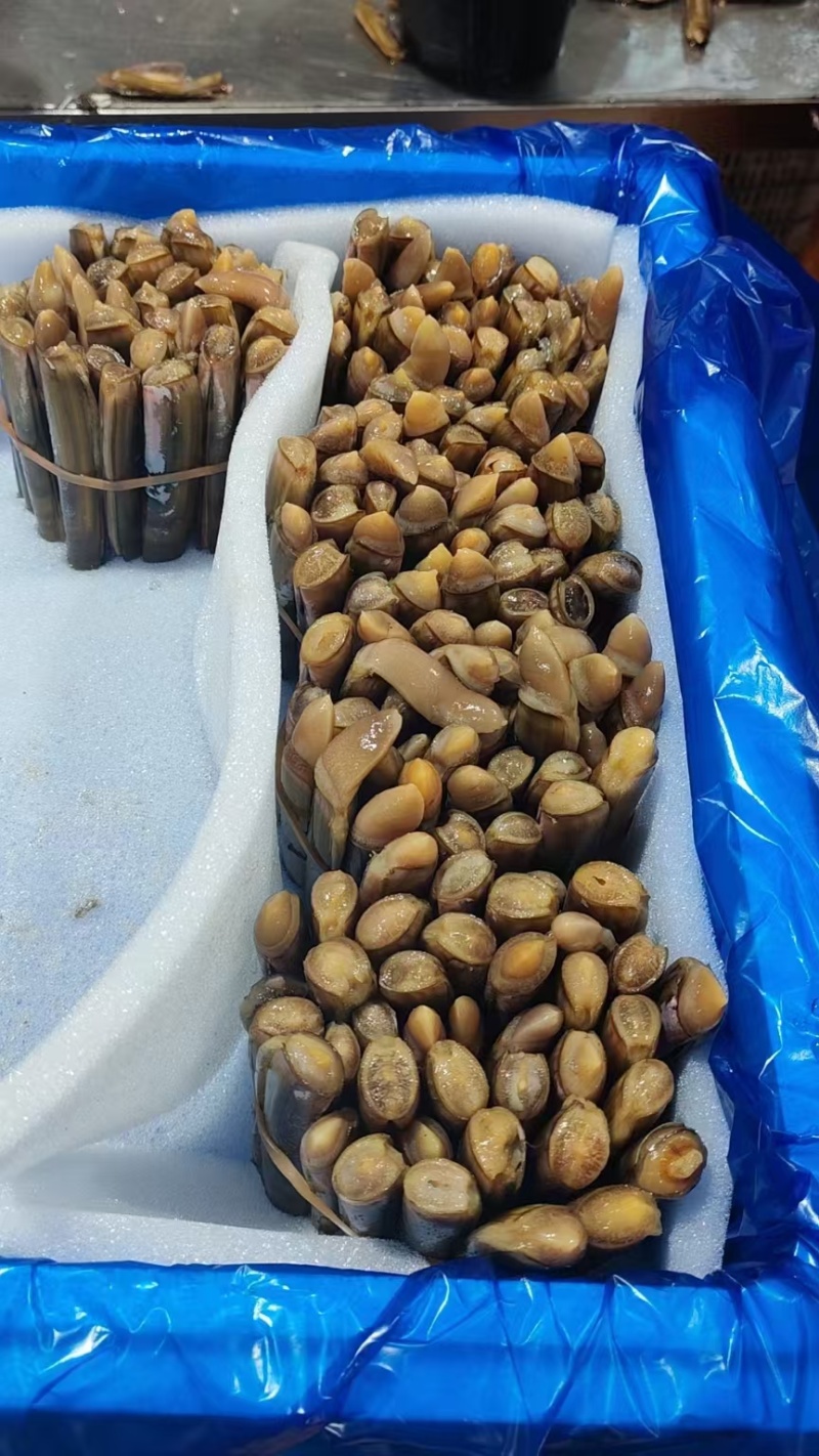 蛏子，刀把蛏子，