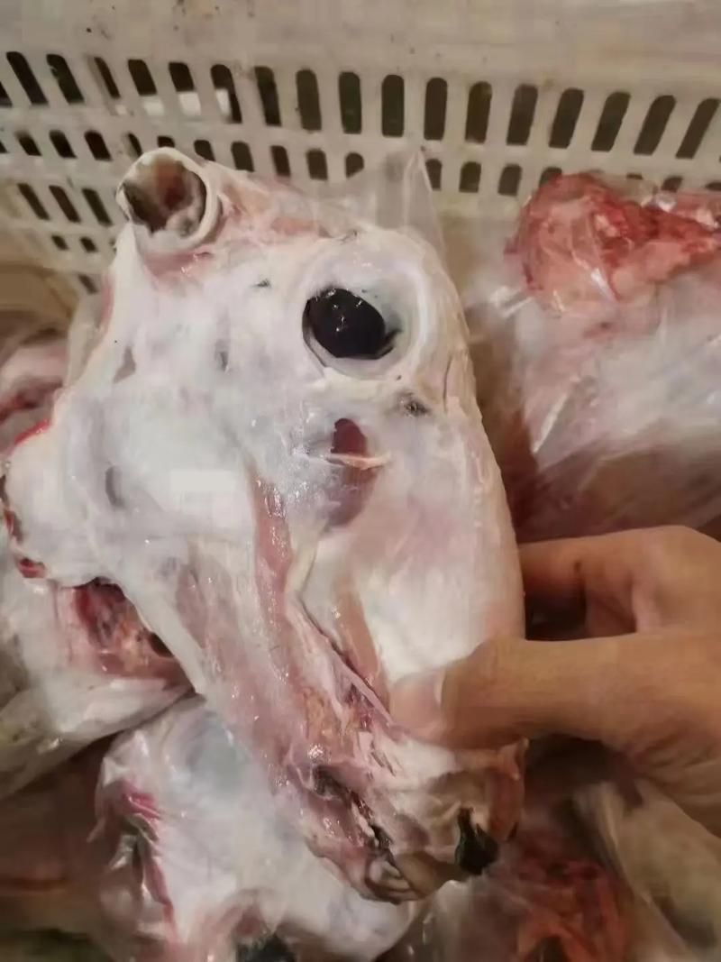《鲜羊头》当天现杀现发常年稳定供应质量保证量大从优