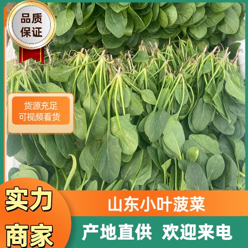 【精品】山东潍坊大小叶菠菜货源充足产地直发。