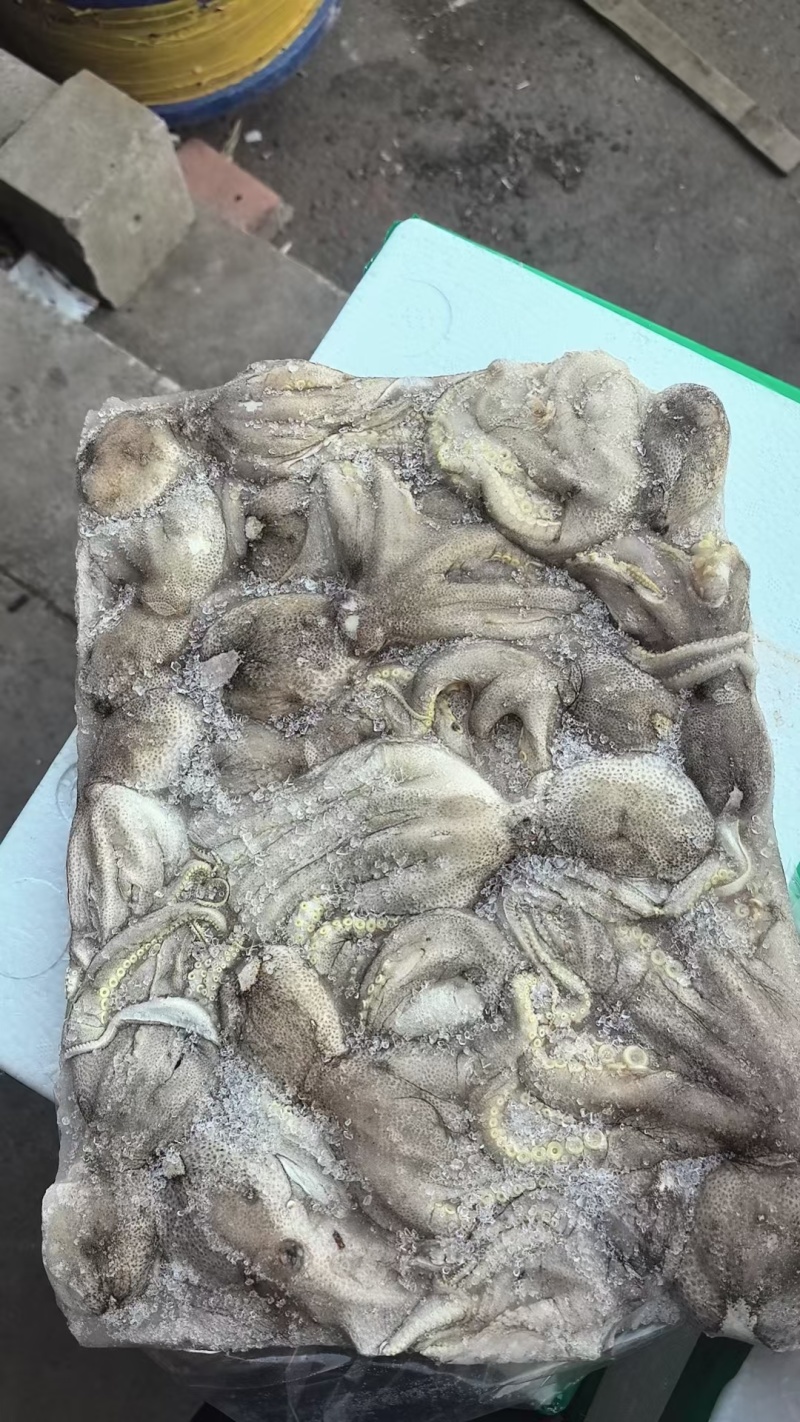 小八爪