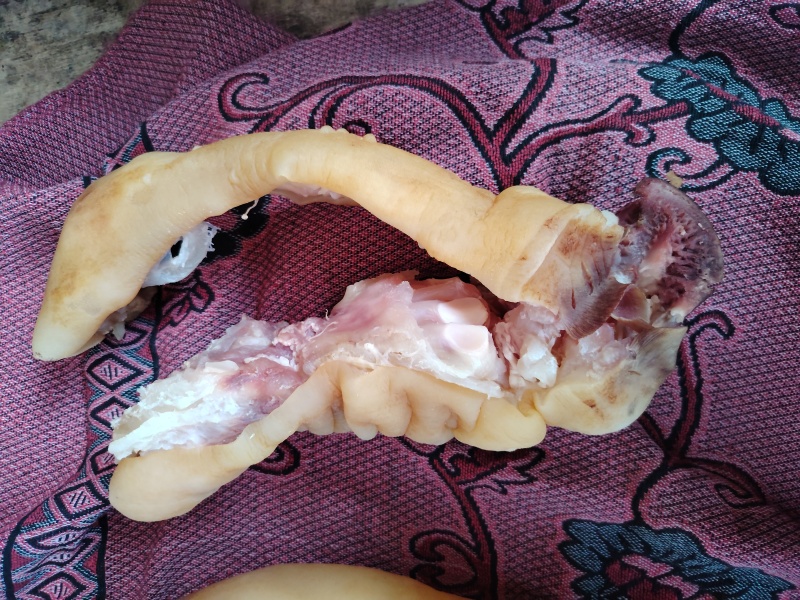 新鲜牛蹄，牛脚，带筋，不带脚皮