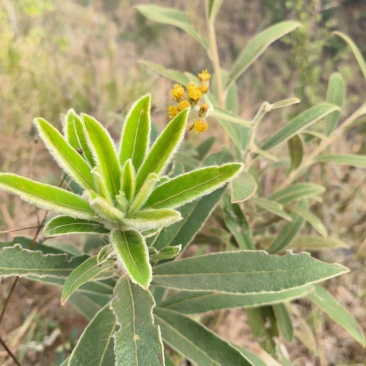 白牛胆羊耳菊白面风可干可鲜货，纯根货
