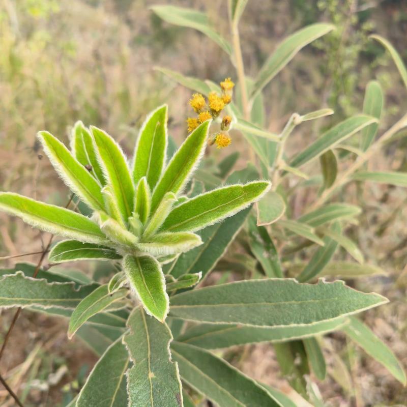 白牛胆羊耳菊白面风可干可鲜货，纯根货