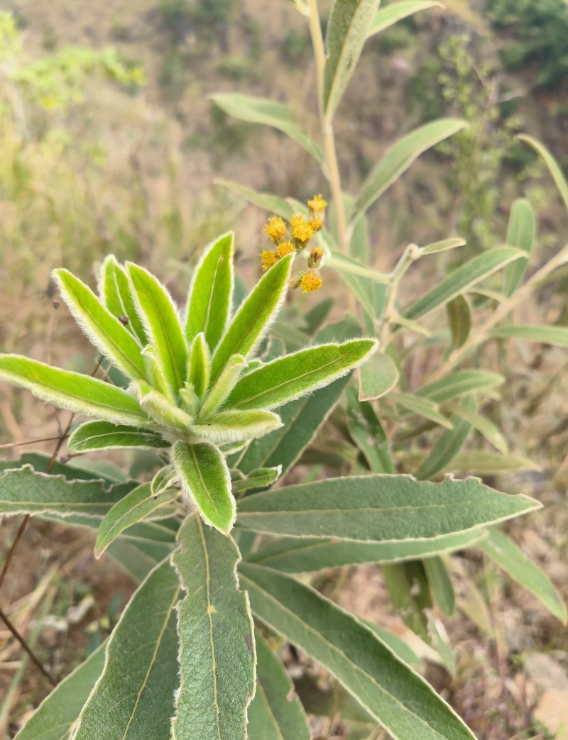 白牛胆羊耳菊白面风可干可鲜货，纯根货
