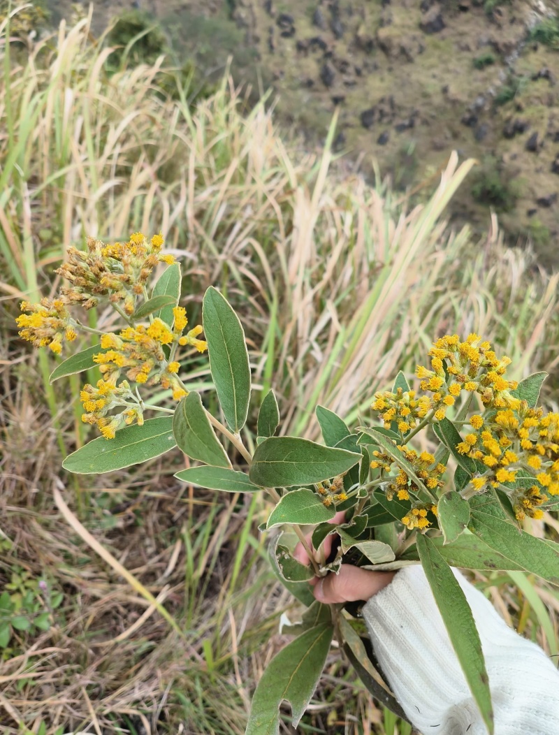 白牛胆羊耳菊白面风可干可鲜货，纯根货