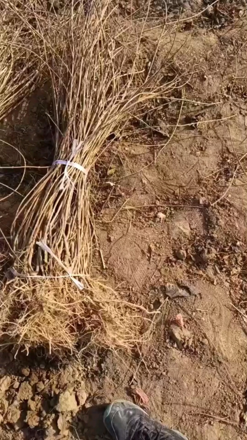 药用连翘苗，科研种苗
