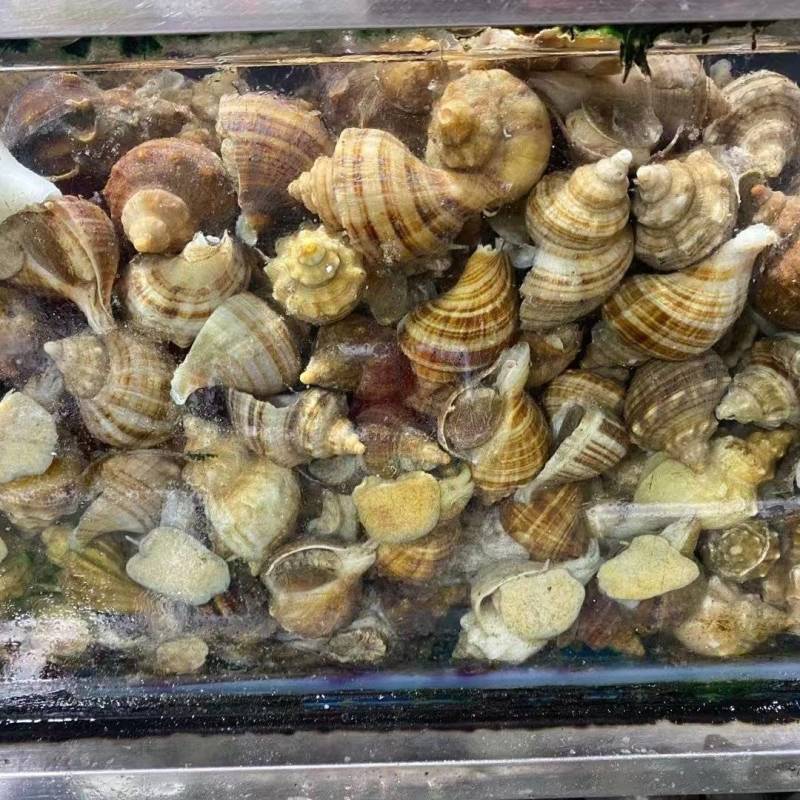 北海大海螺