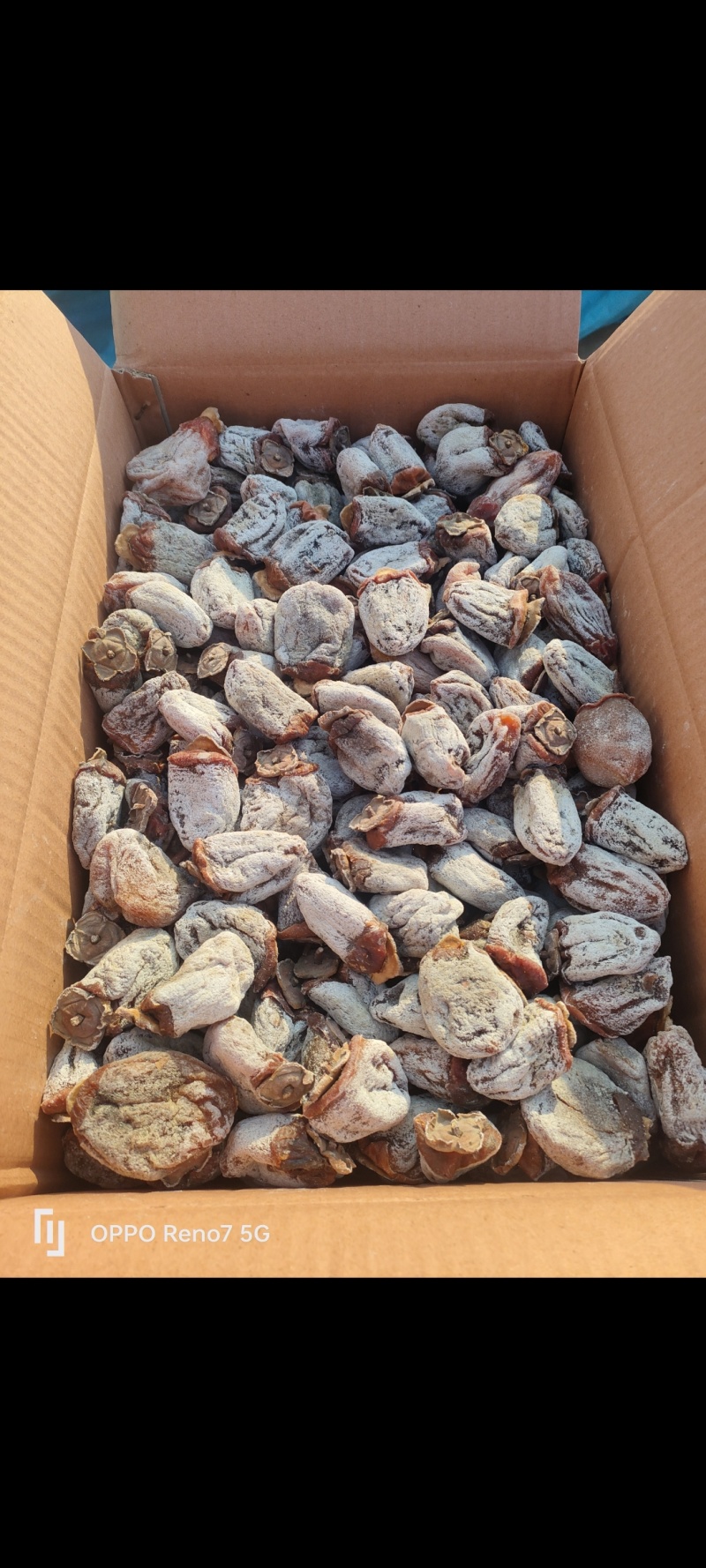 牛心柿老树降霜柿饼下检果对接电商，团购，市场