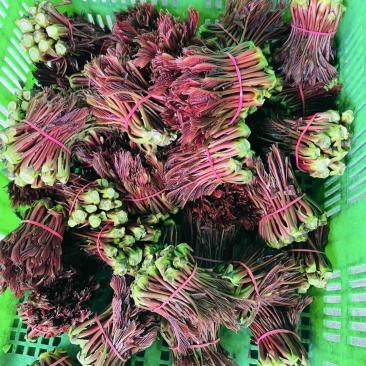 四川达州大竹红油香椿芽，市场货，电商货，一件代发！