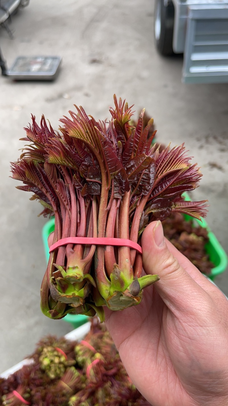 四川达州大竹红油香椿芽，市场货，电商货，一件代发！