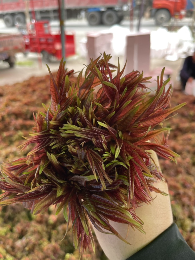 四川达州大竹红油香椿芽，市场货，电商货，一件代发！