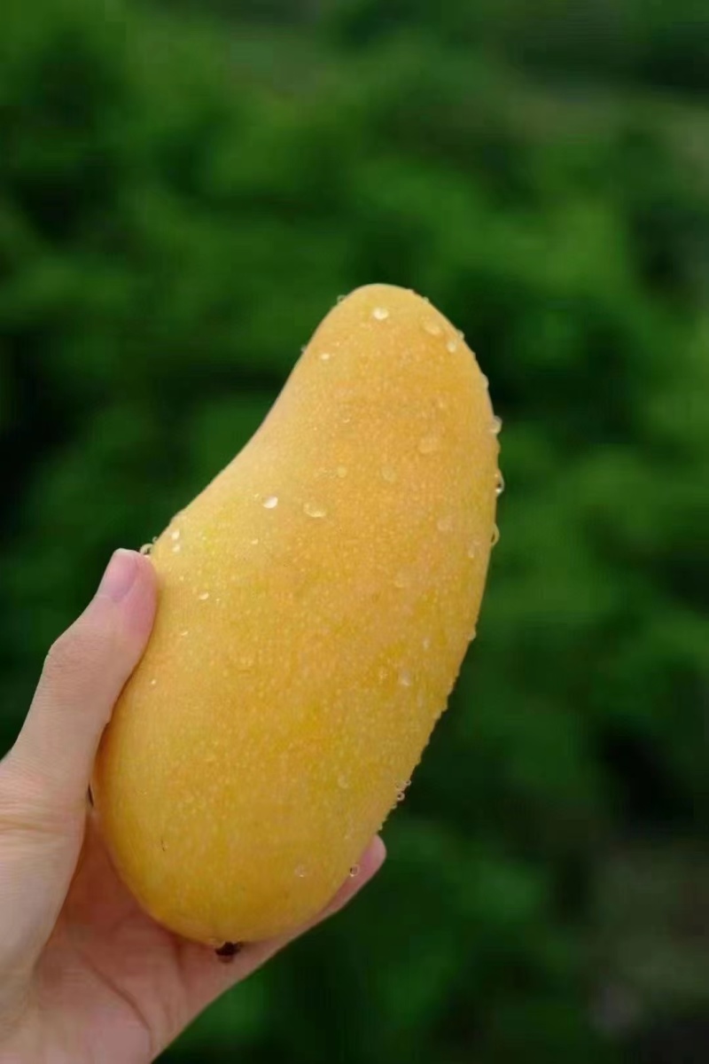 金煌芒一件代发