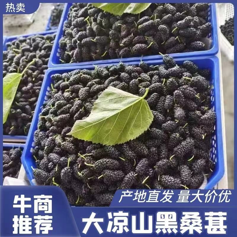 鲜桑葚，桑椹整车发货，产地直发，团购，商超