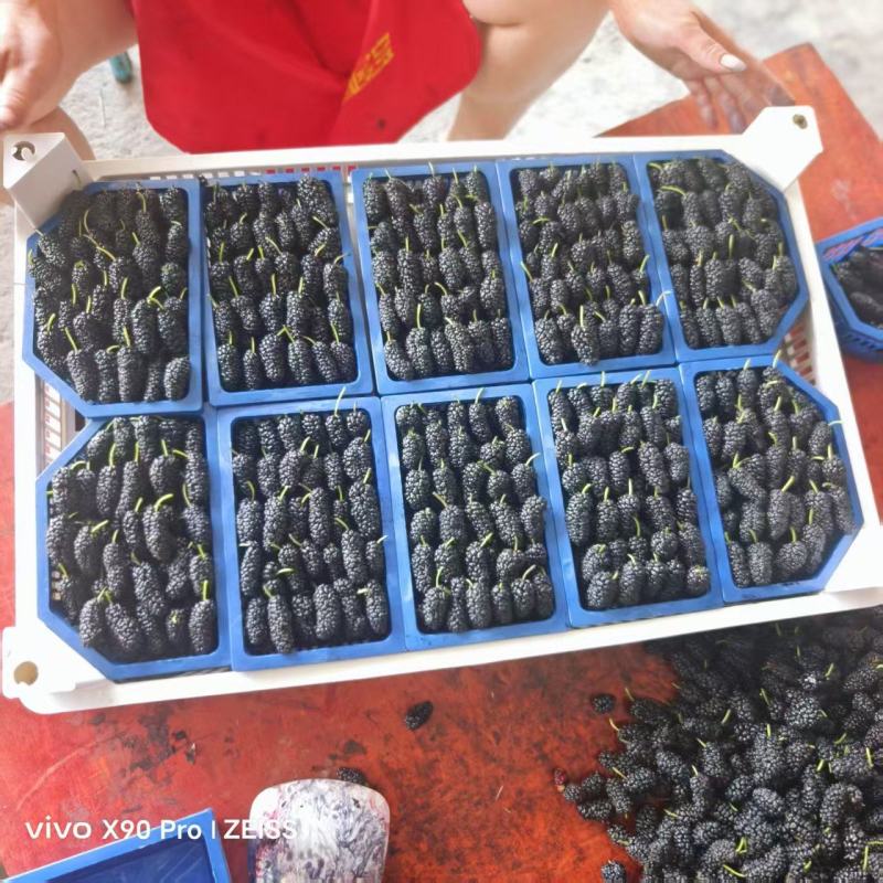 鲜桑葚，桑椹整车发货，产地直发，团购，商超