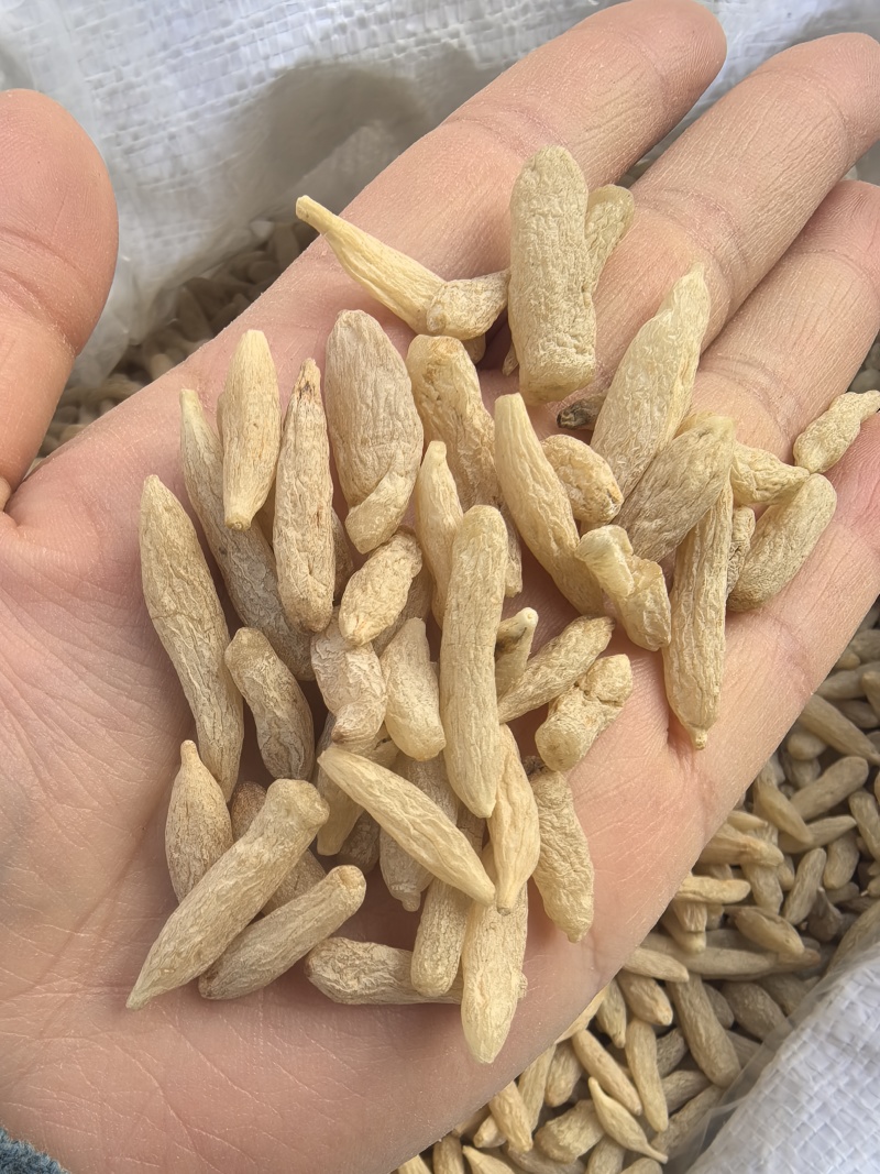 麦冬川麦冬产地货源大货供应七彩百草中药材批发