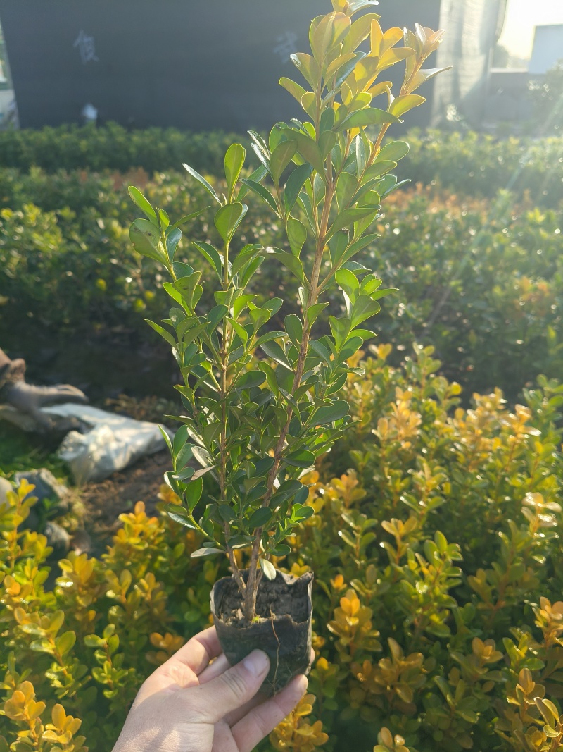 瓜子黄杨小杯高度30cm，基地有量欢迎订购。