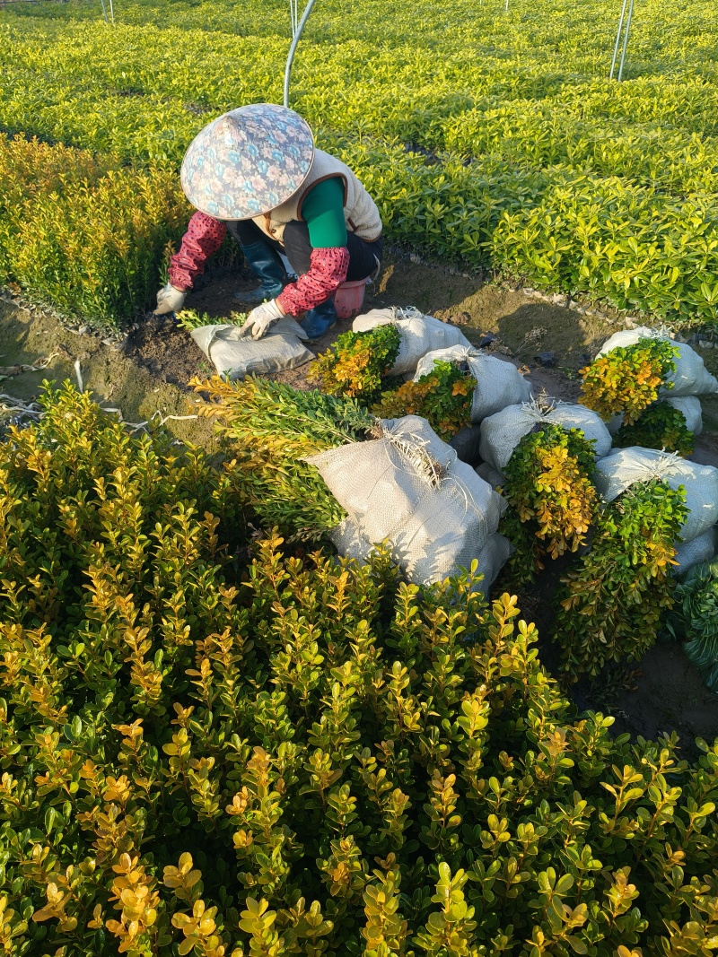 瓜子黄杨小杯高度30cm，基地有量欢迎订购。