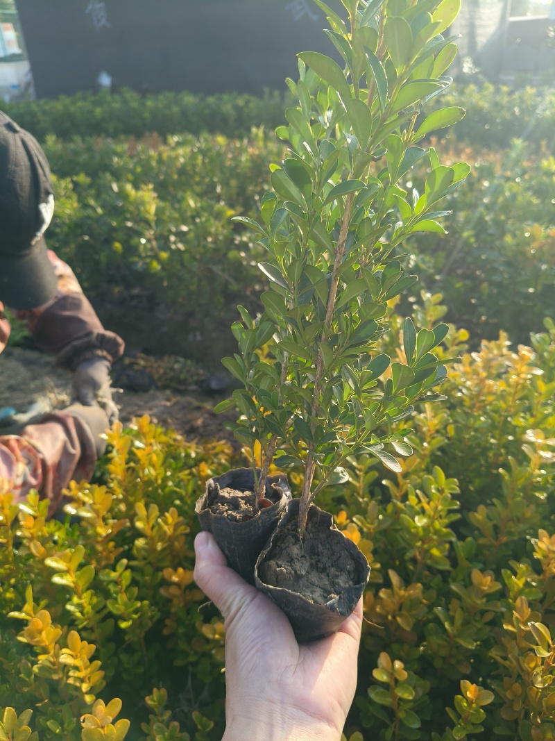 瓜子黄杨小杯高度30cm，基地有量欢迎订购。