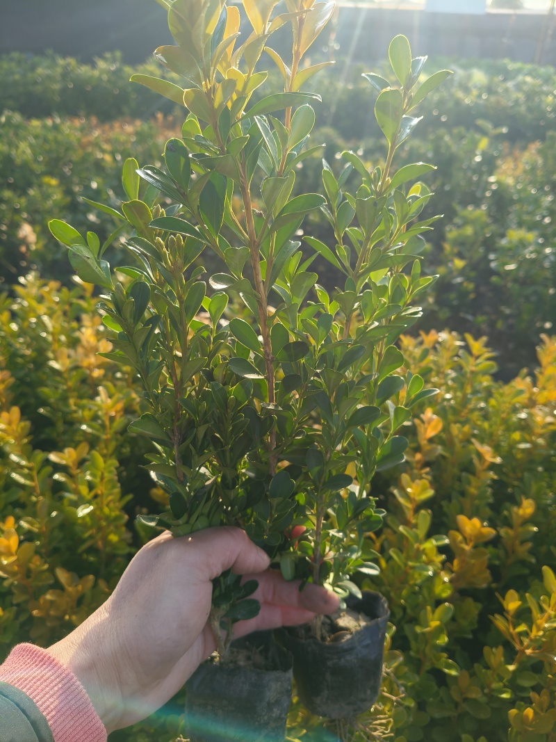 瓜子黄杨小杯高度30cm，基地有量欢迎订购。
