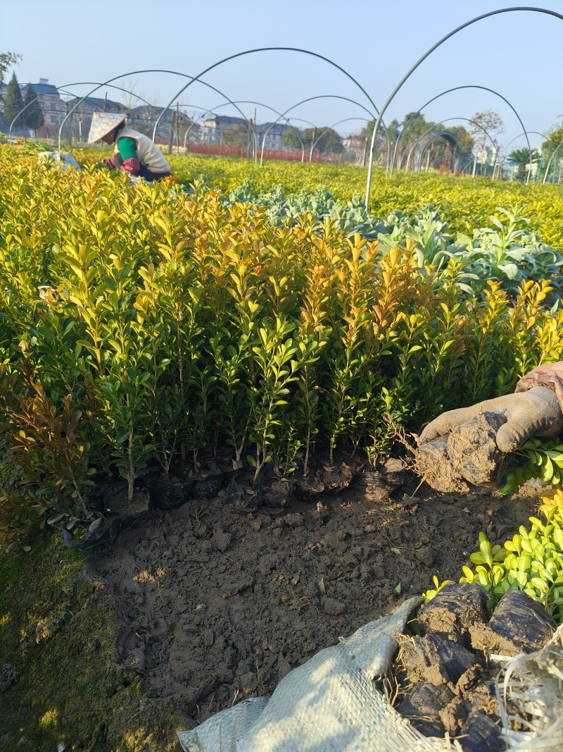 瓜子黄杨小杯高度30cm，基地有量欢迎订购。