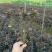 夏鹃大杯高度30Cm，基地有量，欢迎来一亩田订购。
