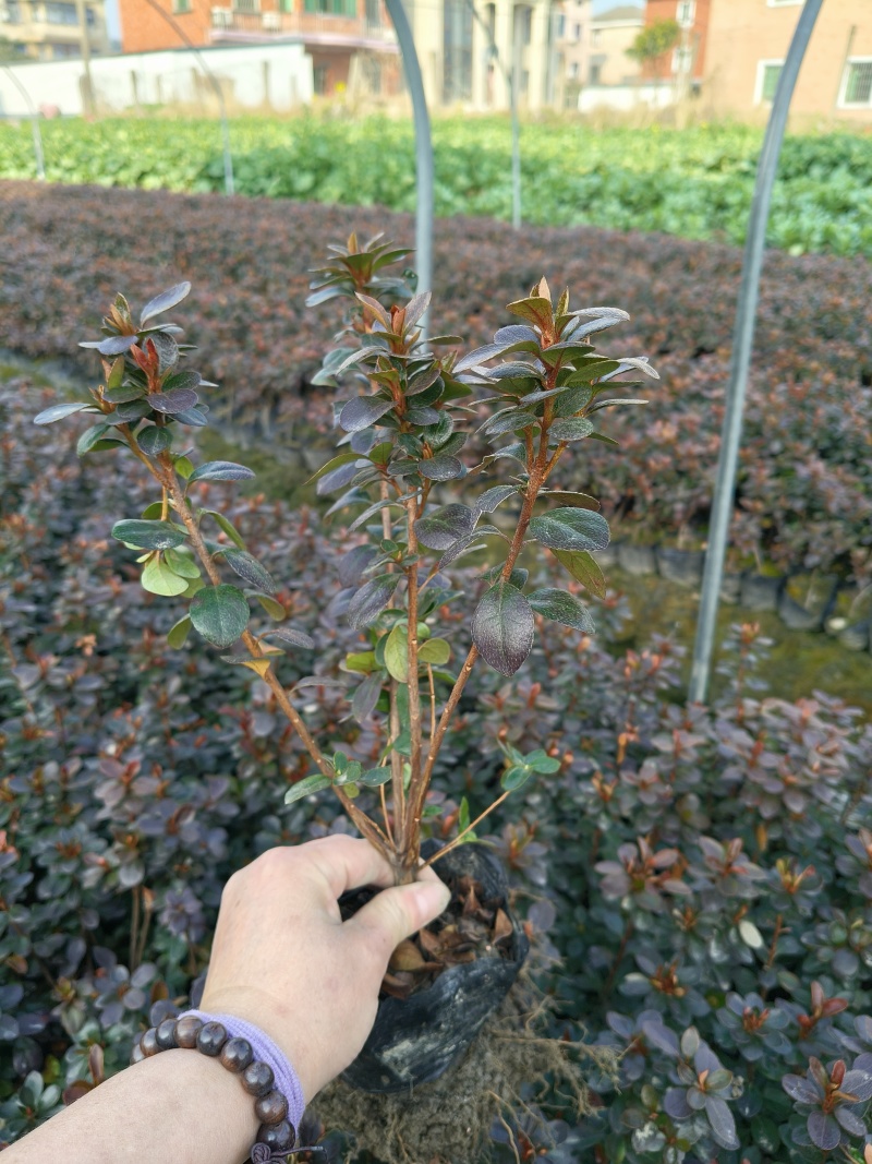 夏鹃大杯高度30Cm，基地有量，欢迎来一亩田订购。