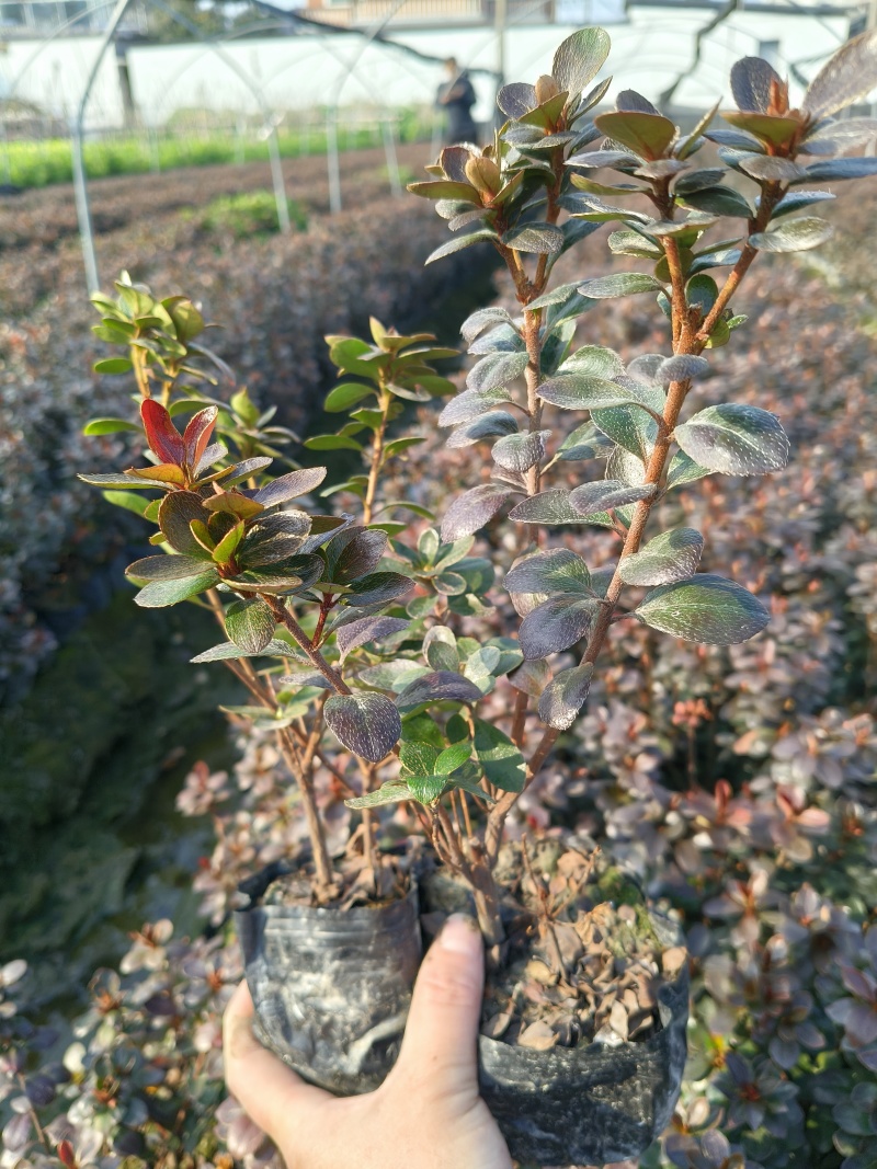 夏鹃大杯高度30Cm，基地有量，欢迎来一亩田订购。