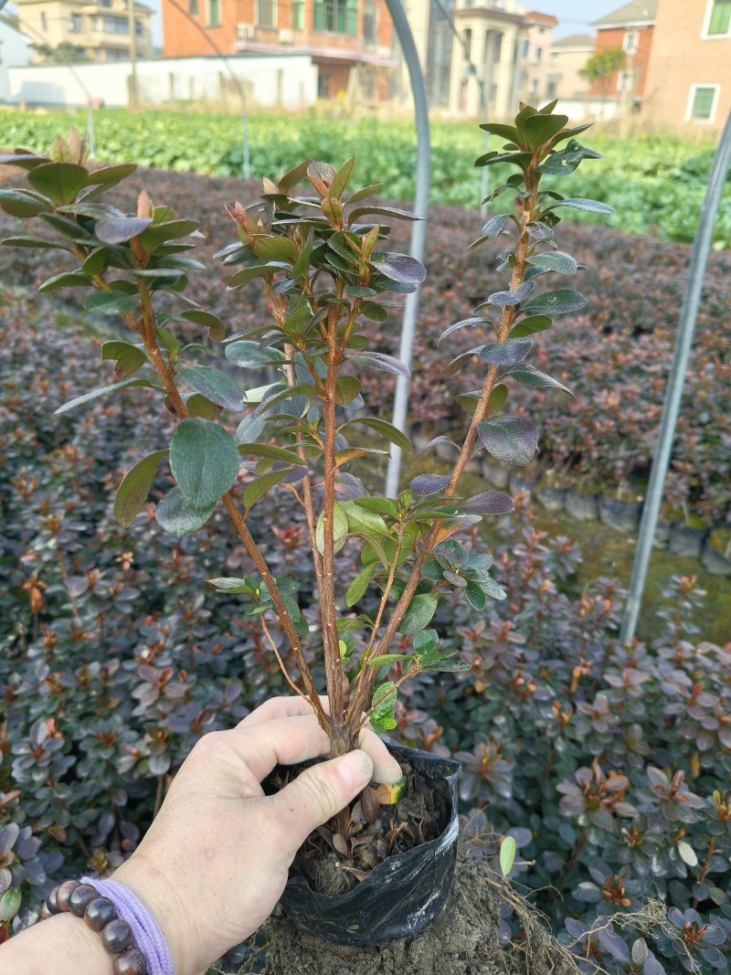 夏鹃大杯高度30Cm，基地有量，欢迎来一亩田订购。