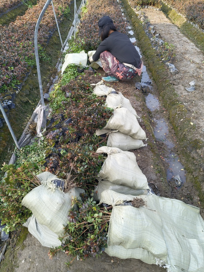 夏鹃大杯高度30Cm，基地有量，欢迎来一亩田订购。