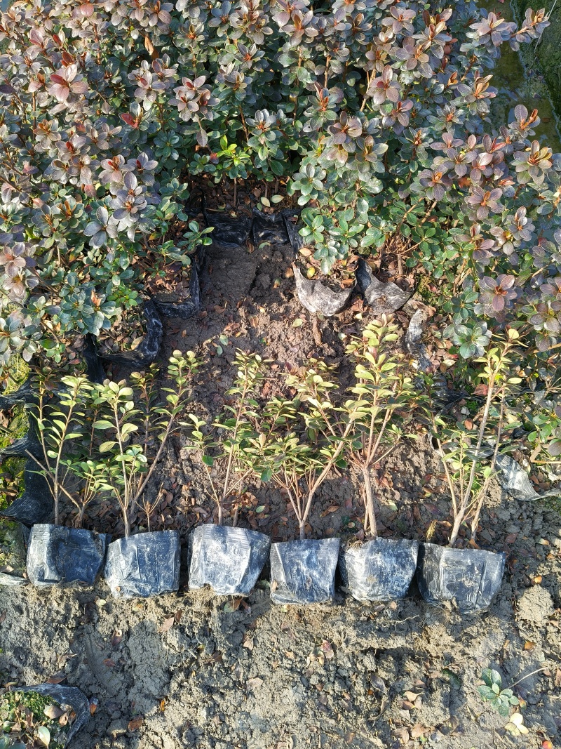 夏鹃大杯高度30Cm，基地有量，欢迎来一亩田订购。