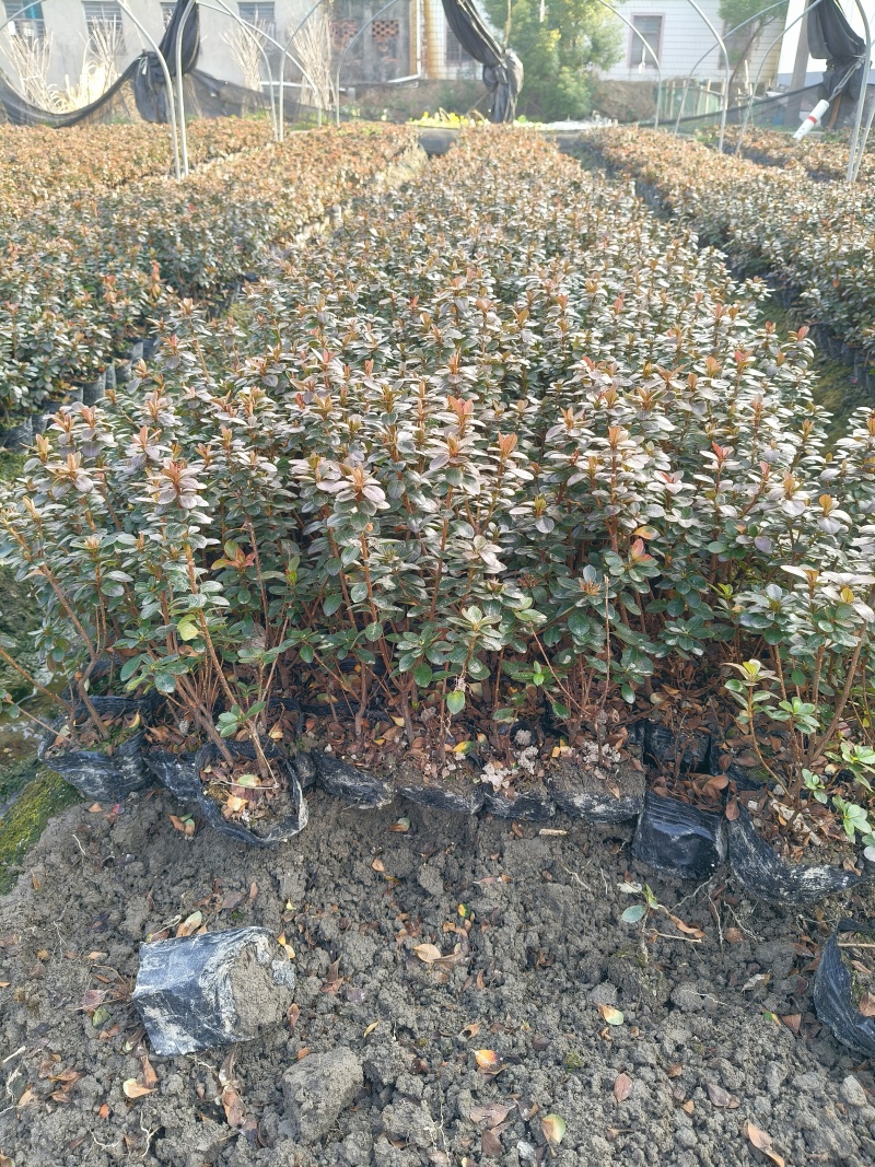夏鹃大杯高度30Cm，基地有量，欢迎来一亩田订购。
