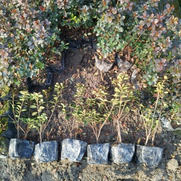 夏鹃大杯高度30Cm，基地有量，欢迎来一亩田订购。