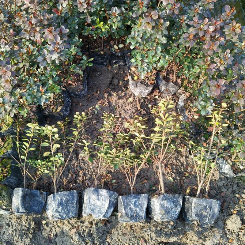 夏鹃大杯高度30Cm，基地有量，欢迎来一亩田订购。