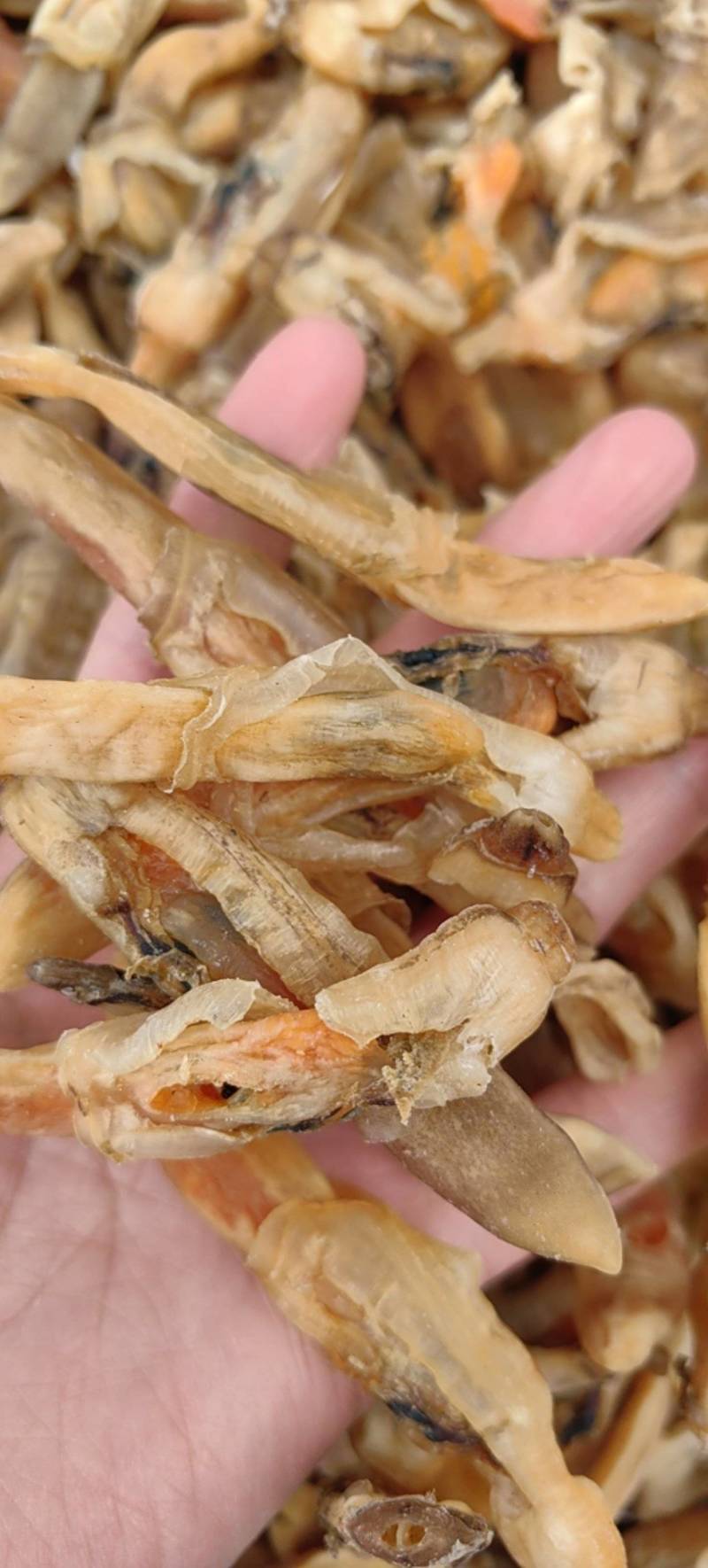 淡干蛏子干，一手货源！量大批发，价格优惠！欢迎合作