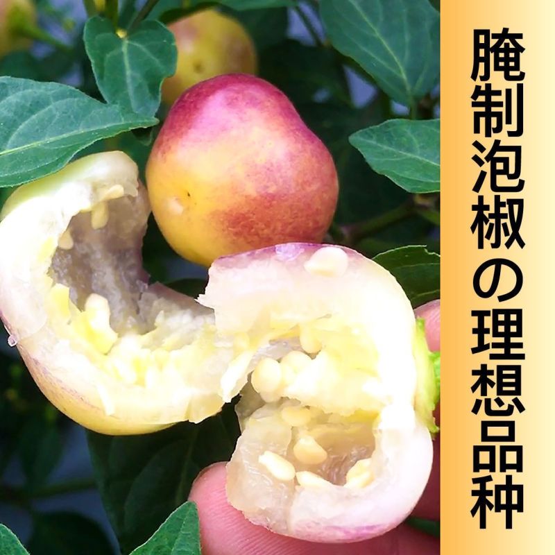 广西七彩椒苗辣椒秧苗食用泡椒五彩椒苗蔬菜苗盆栽常绿观赏
