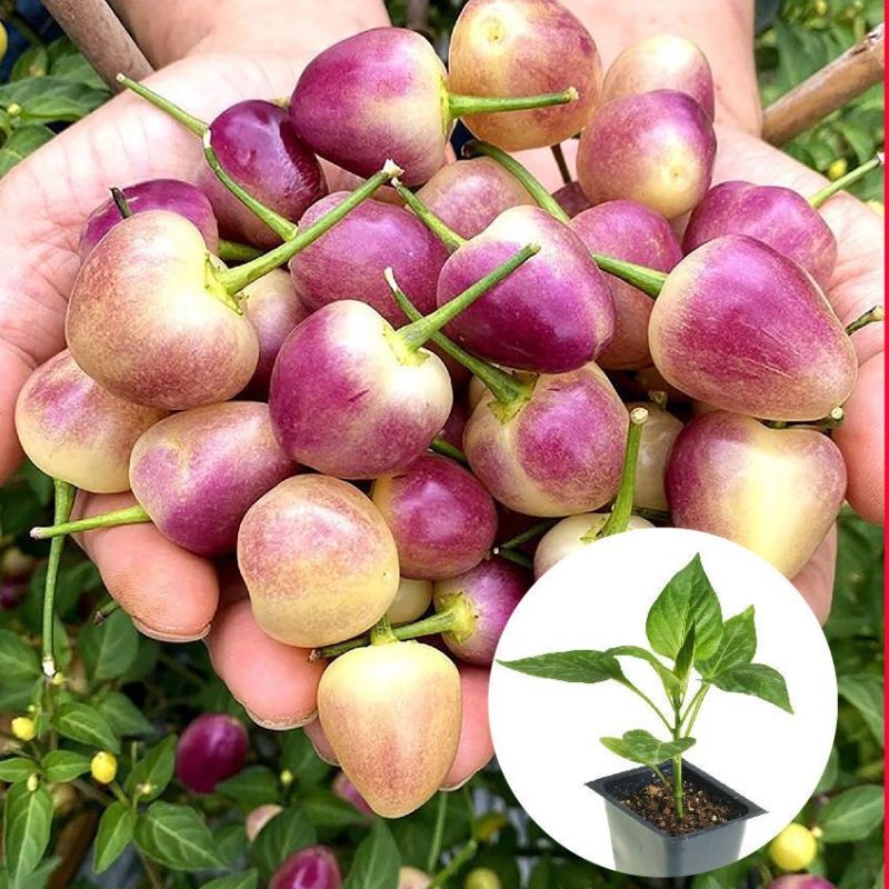 广西七彩椒苗辣椒秧苗食用泡椒五彩椒苗蔬菜苗盆栽常绿观赏