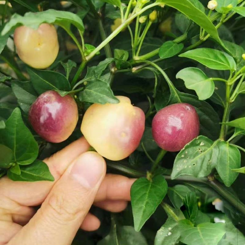 广西七彩椒苗辣椒秧苗食用泡椒五彩椒苗蔬菜苗盆栽常绿观赏