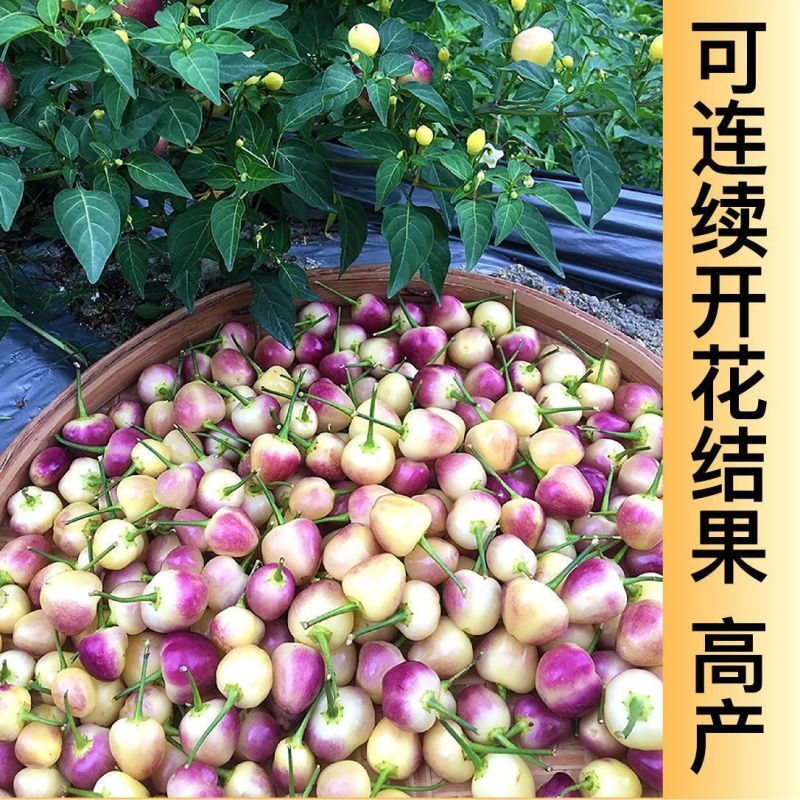 广西七彩椒苗辣椒秧苗食用泡椒五彩椒苗蔬菜苗盆栽常绿观赏