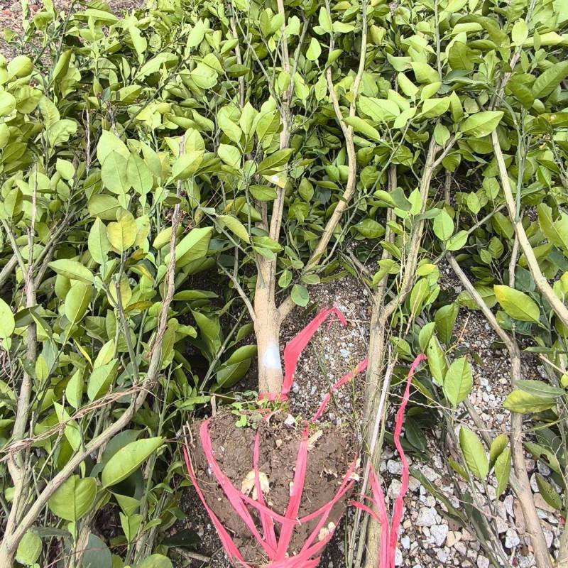 金兰柚树苗基地直发量大从优价格美丽欢迎来电