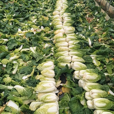 娃娃菜。菜心