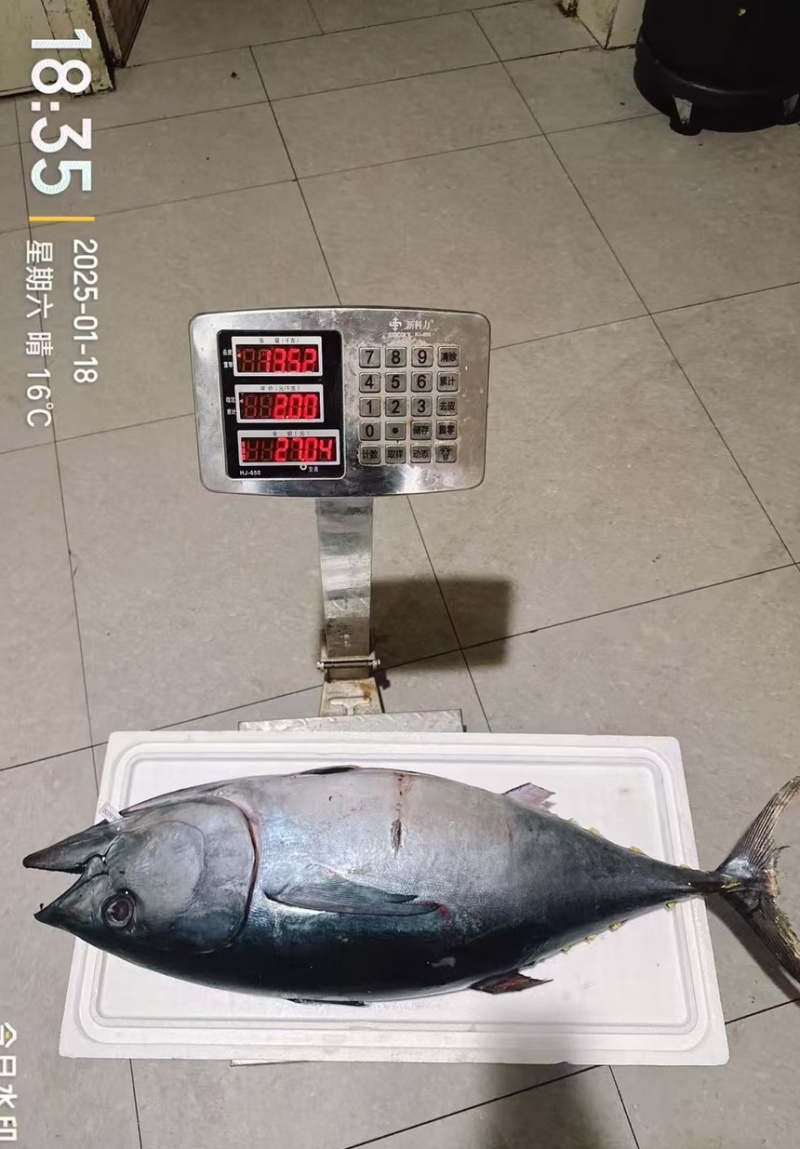 【背柳-带皮】南方蓝鳍金枪鱼