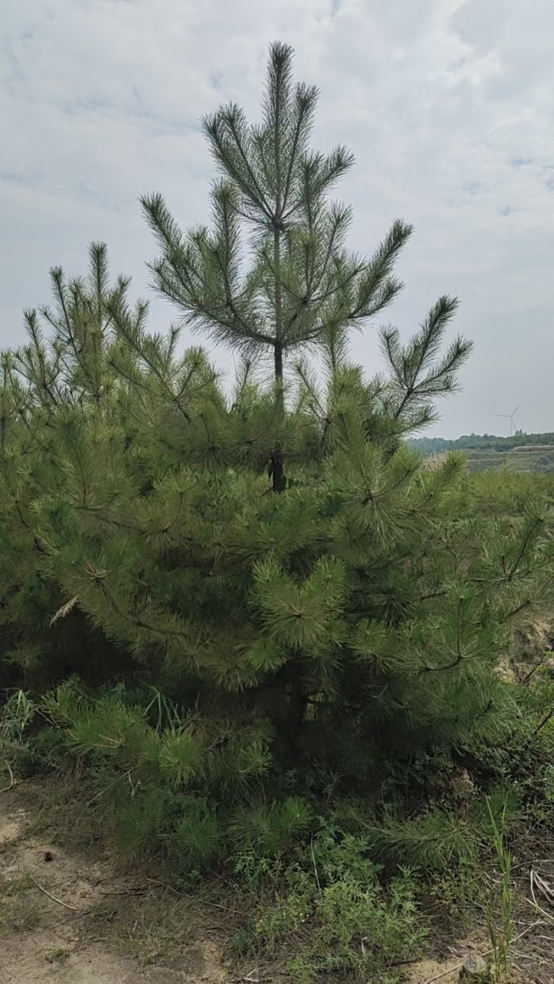 大量出售油松云杉杯苗