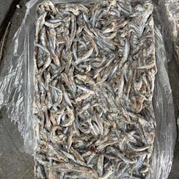 鳀鱼鲜货，根据客户要求进行加工