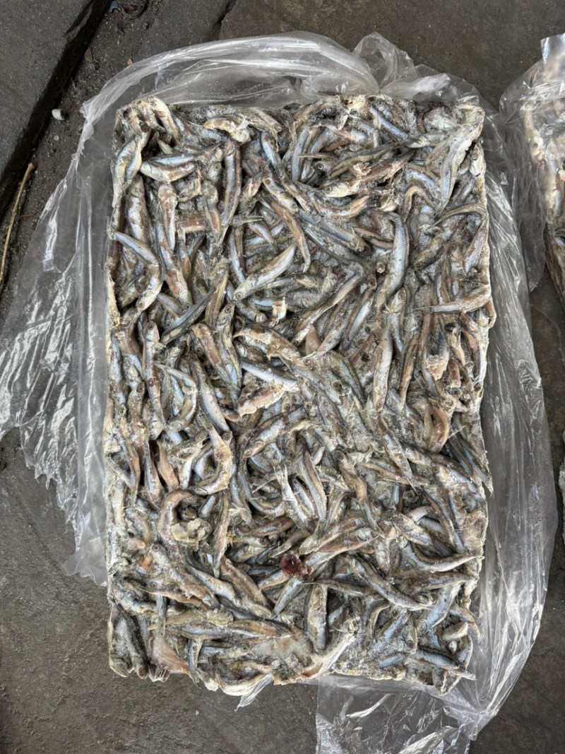 鳀鱼鲜货，根据客户要求进行加工