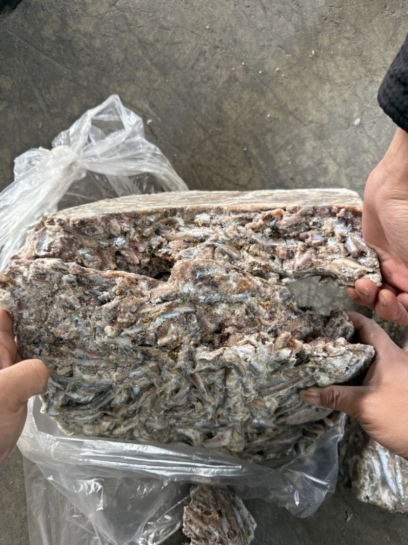 鳀鱼鲜货，根据客户要求进行加工