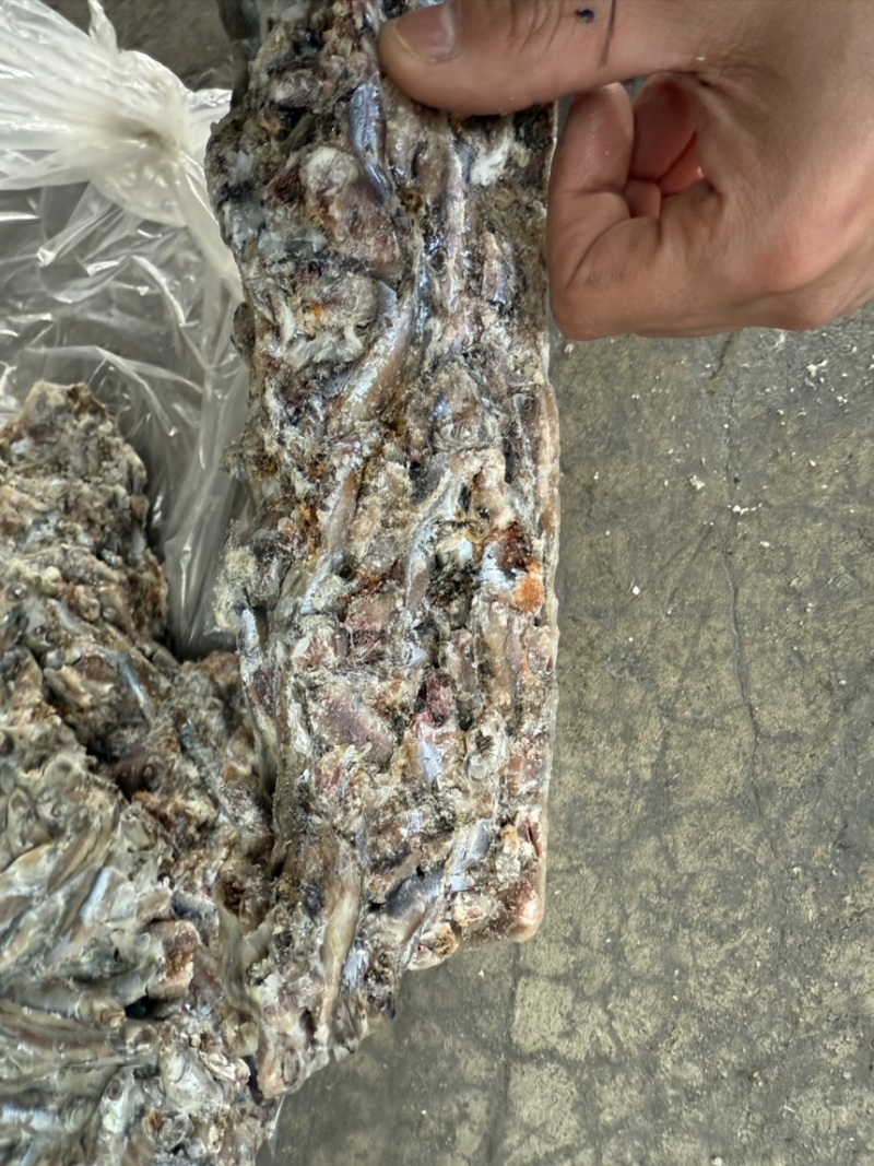 鳀鱼鲜货，根据客户要求进行加工