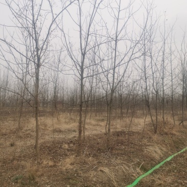 碧根果苗