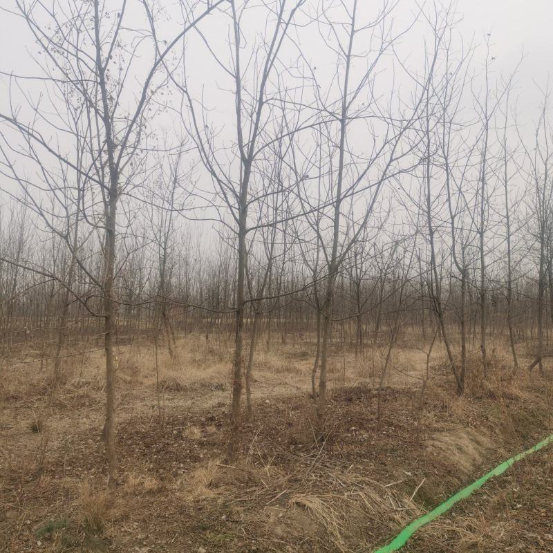 碧根果苗